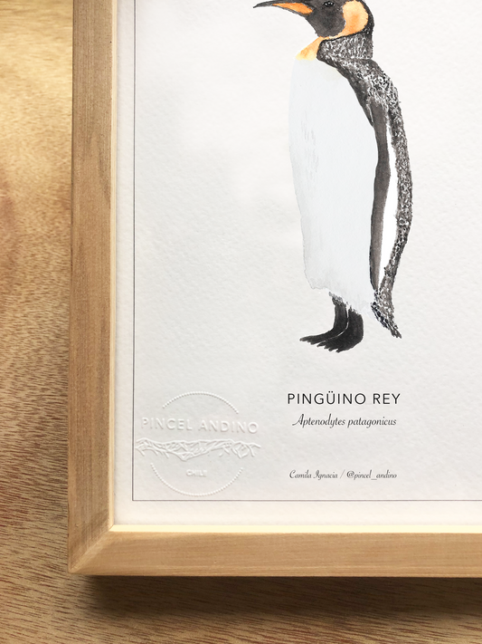 Pingüino Rey