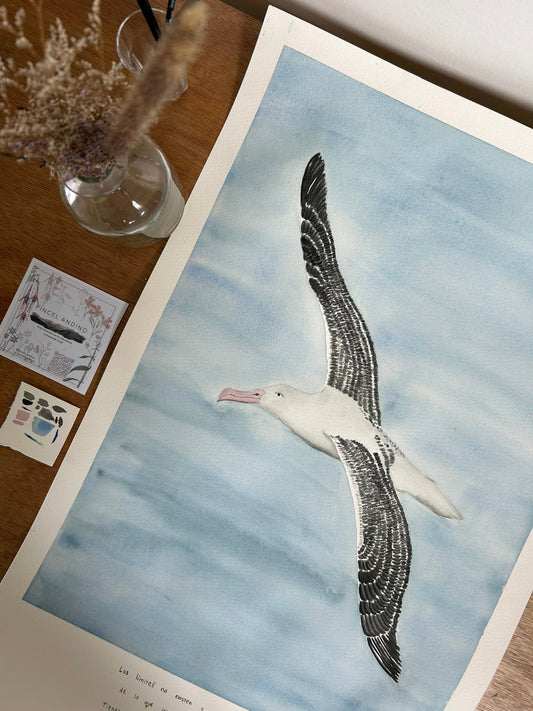 Albatros
