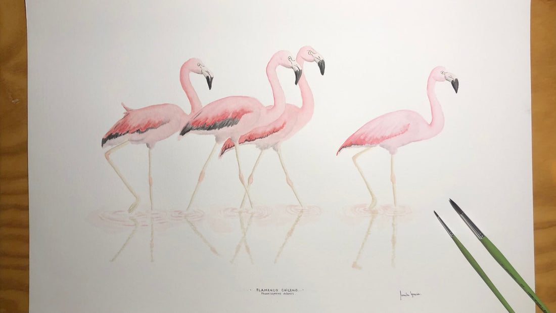Flamencos