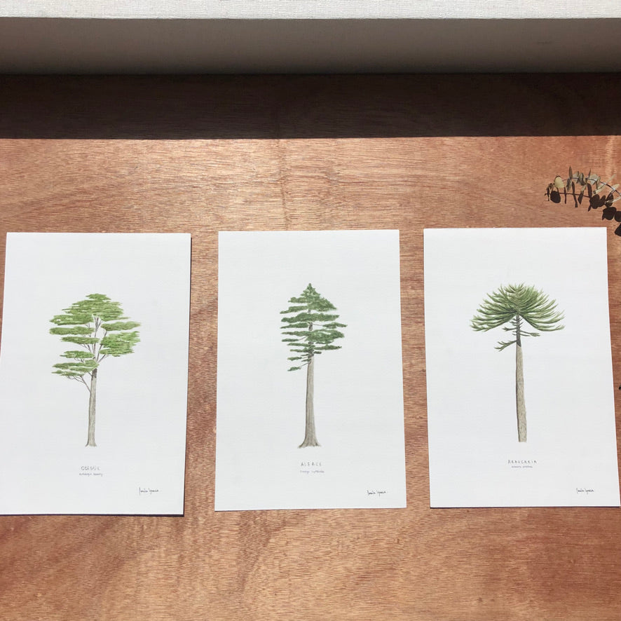 Colección de árboles nativos