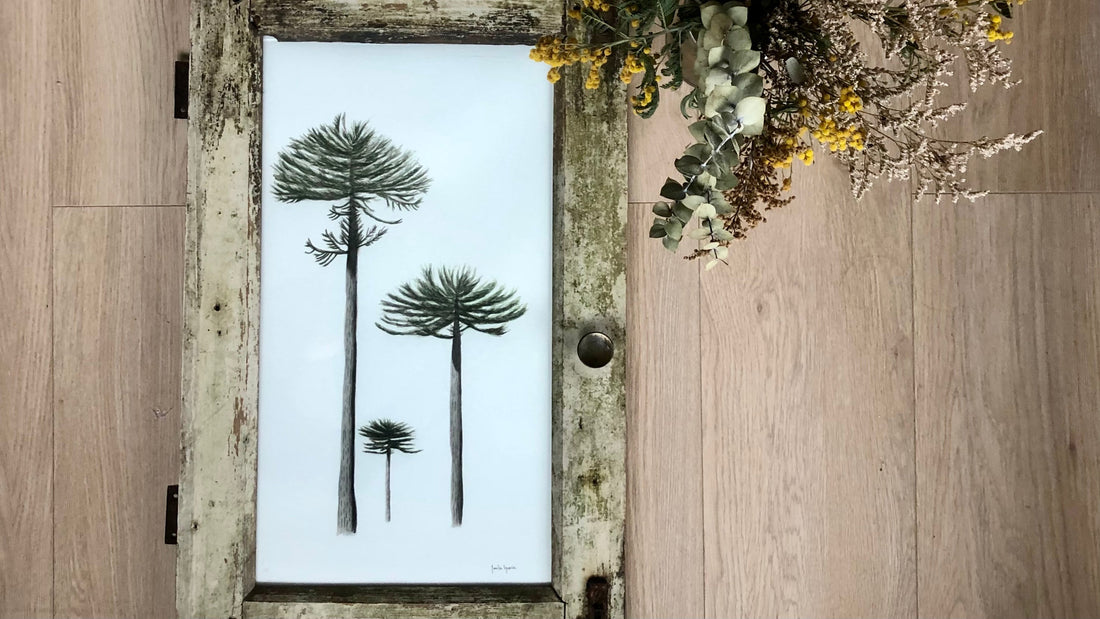 Trío de Araucarias