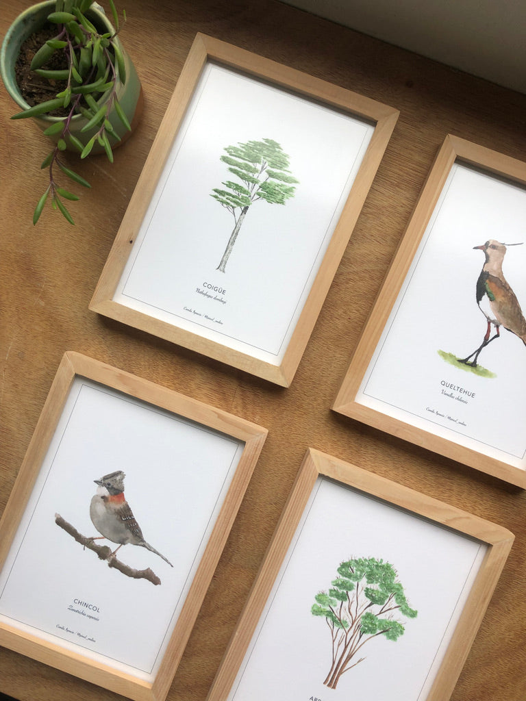 más de 25 especies para combinar