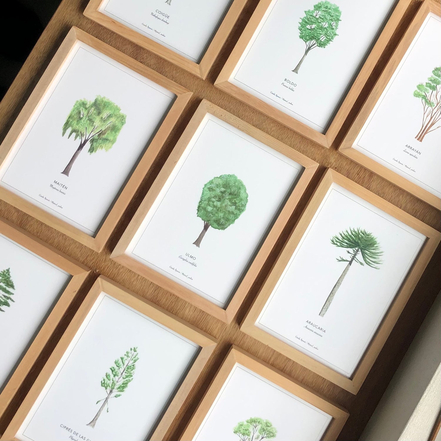 Arboles Nativos de Chile