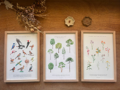 Catálogo Especies Nativas de Chile