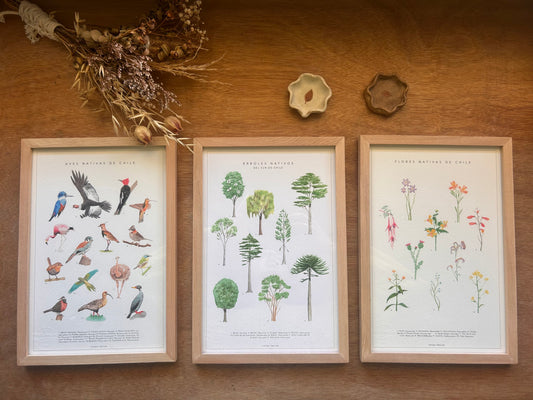 Catálogo Especies Nativas de Chile