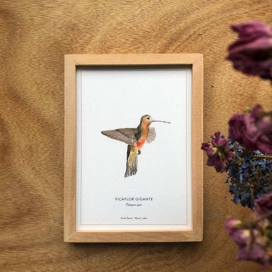 Picaflor Gigante