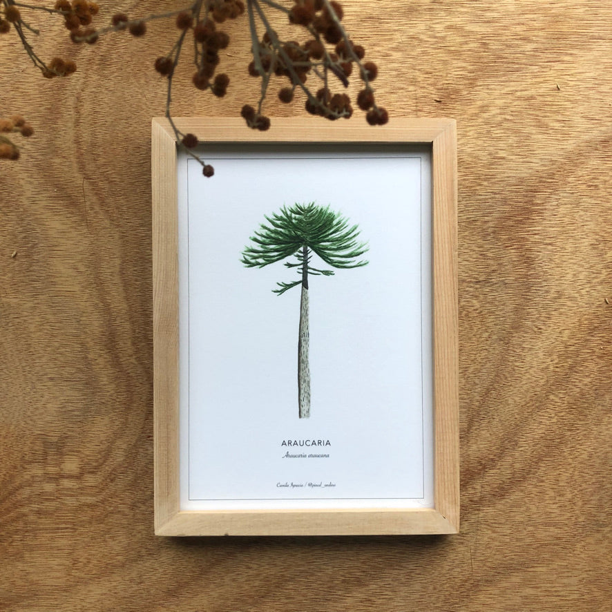 Araucaria