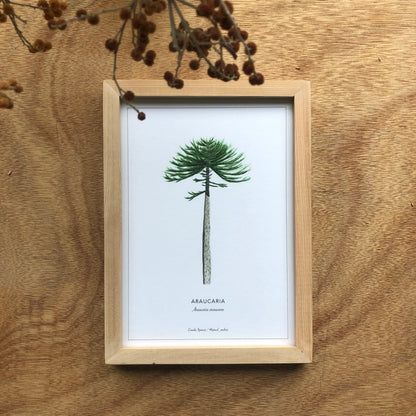 Araucaria