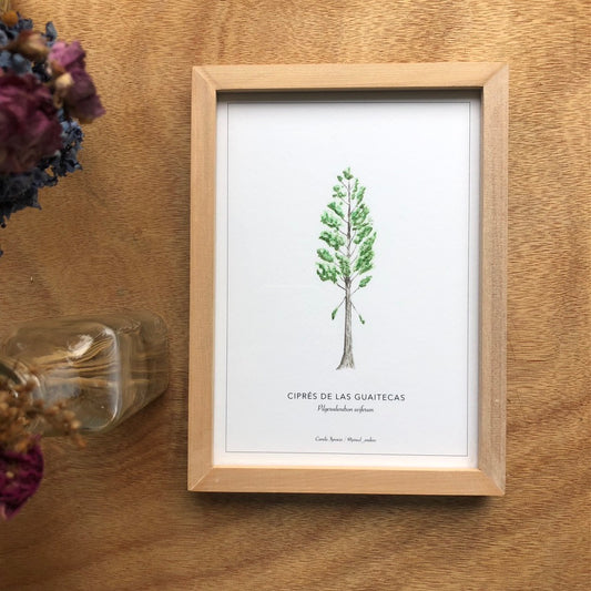 Ciprés de las Guaitecas