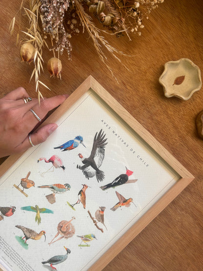 Catálogo Especies Nativas de Chile