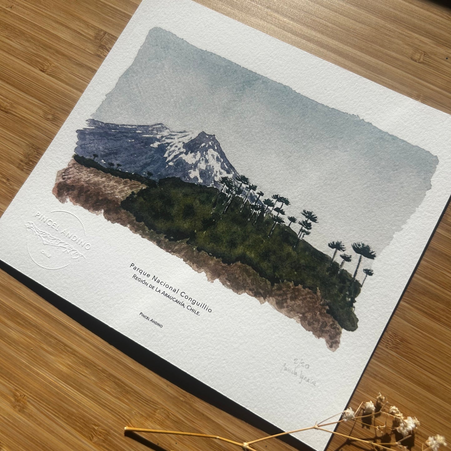Volcán Llaima, Parque Nacional Conguillio. Paisaje #05
