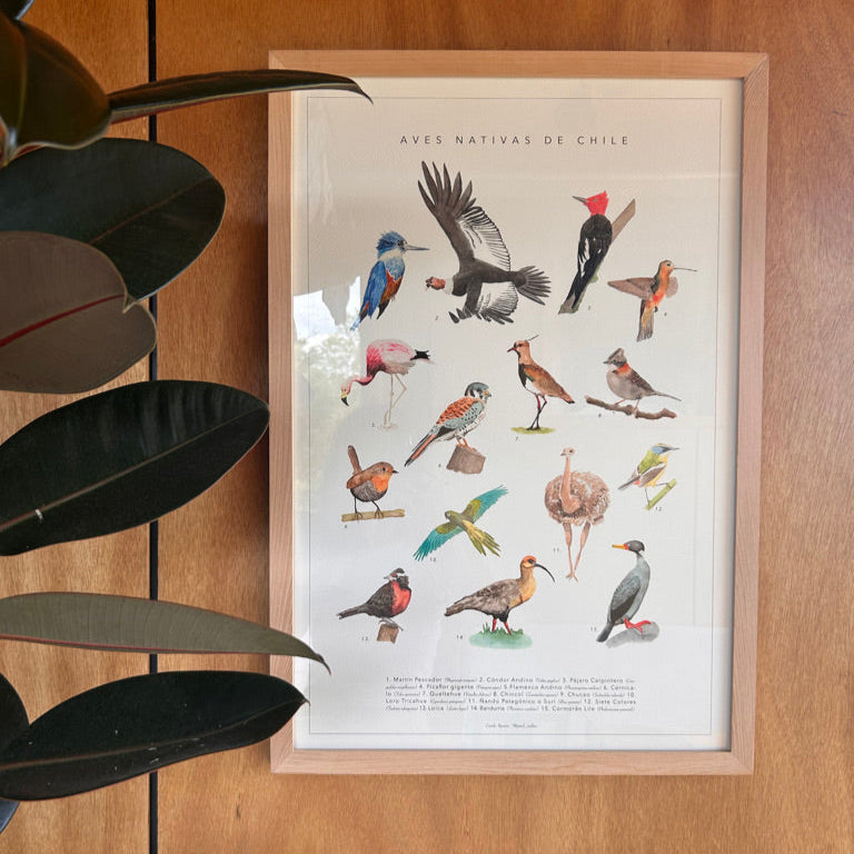 Catálogo Especies Nativas de Chile