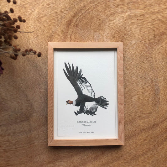 Cóndor Andino
