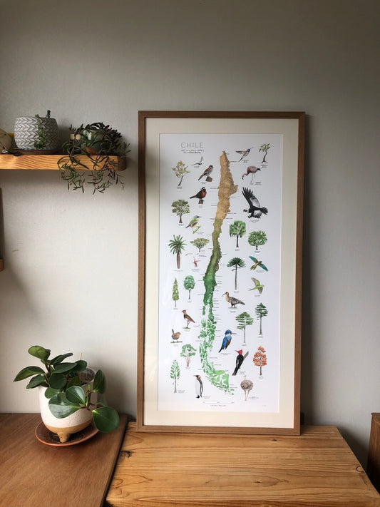 Mapa CHILE Y SUS PARQUES NACIONALES: Aves y Árboles que habitan el territorio.