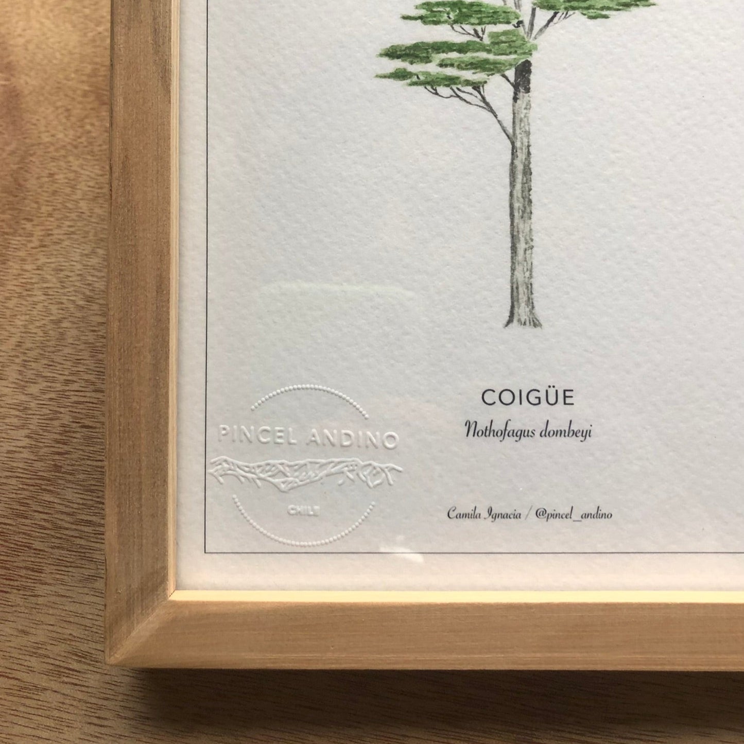 Coigüe