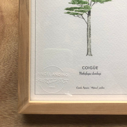 Coigüe