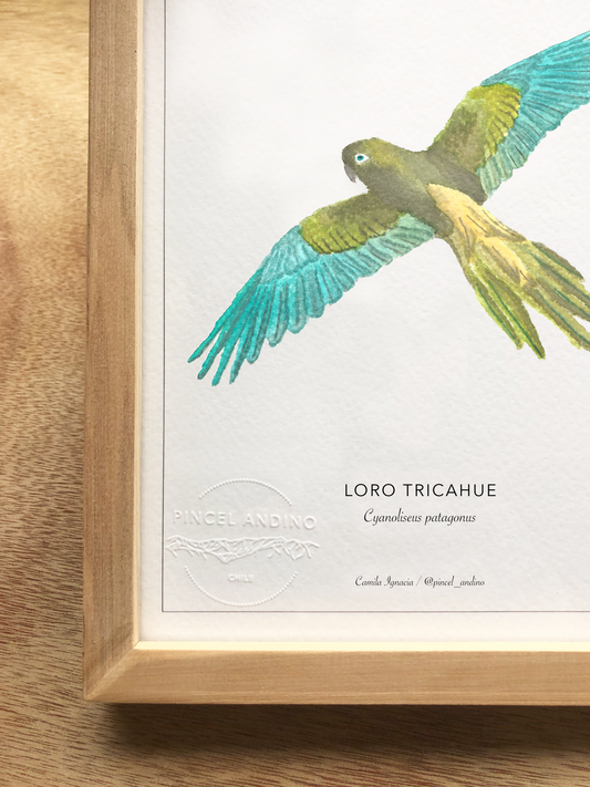 Loro Tricahue