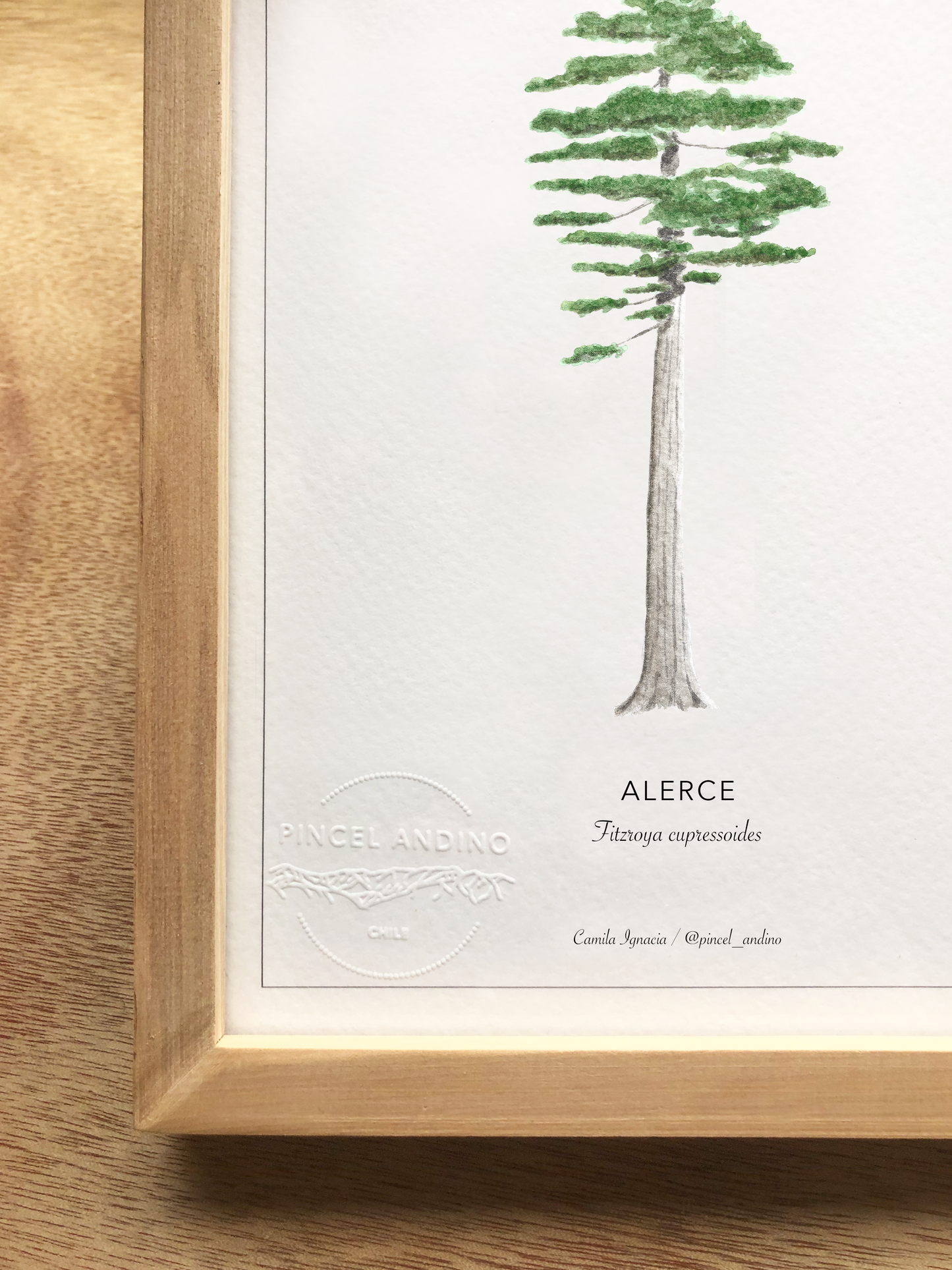 Alerce