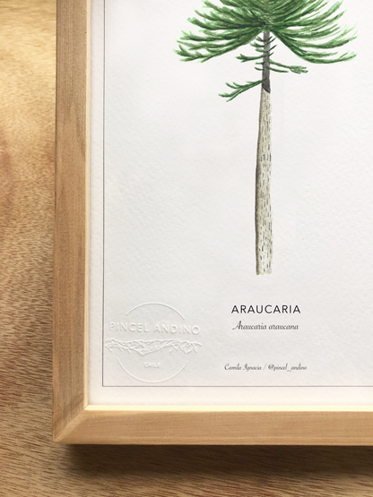 Araucaria