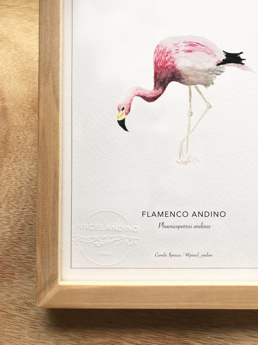 Flamenco Andino
