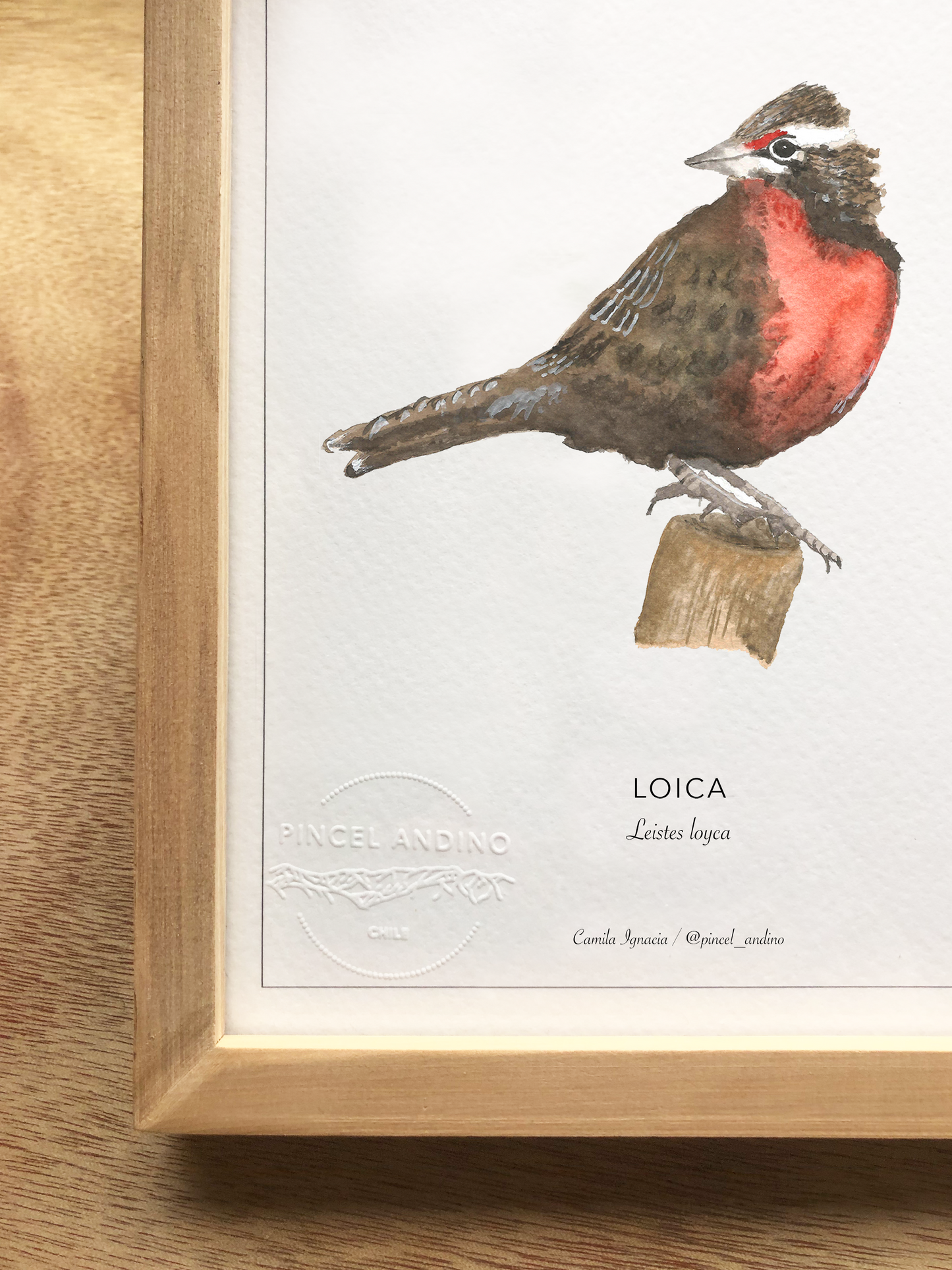 Loica