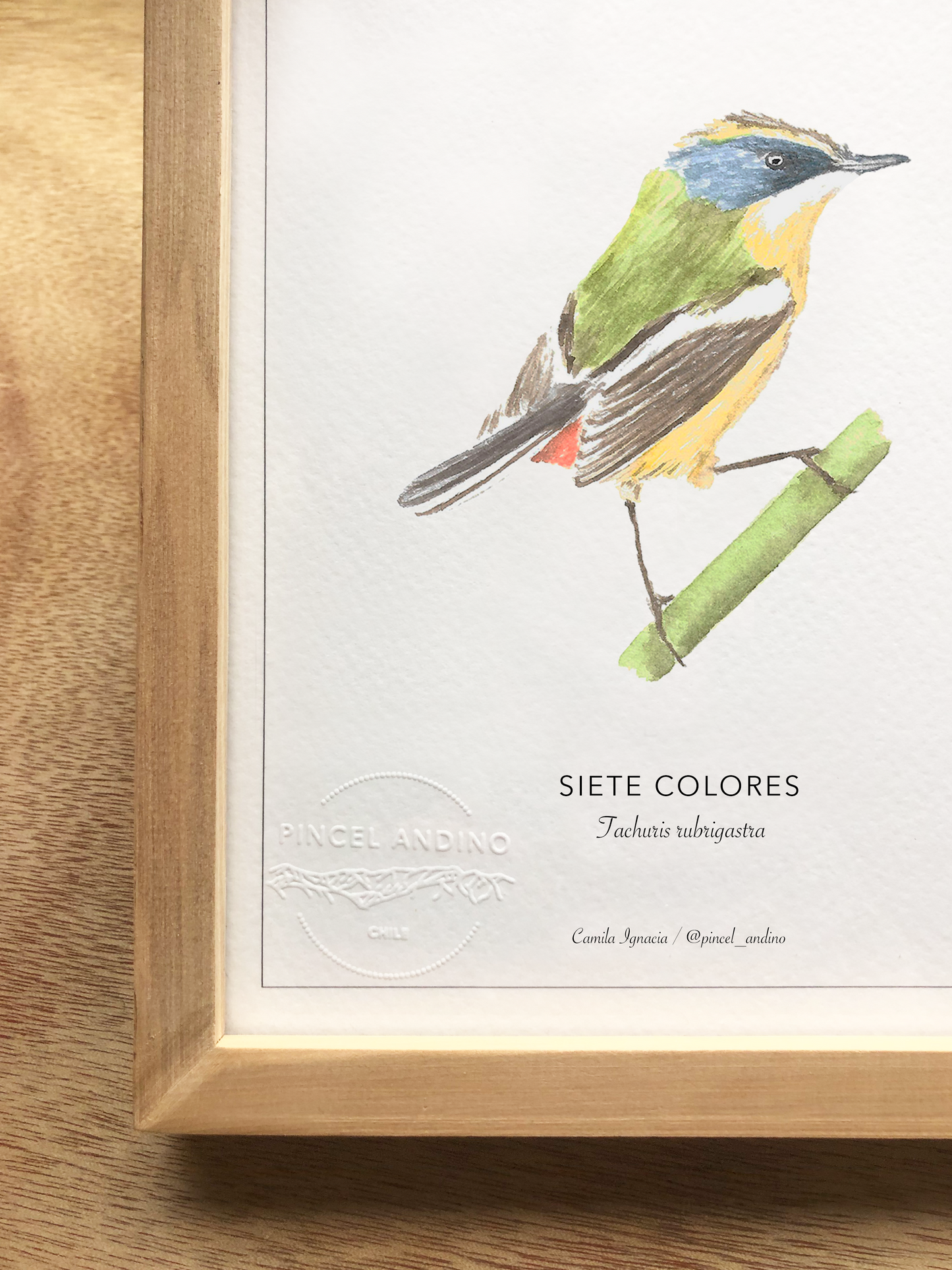 Siete Colores