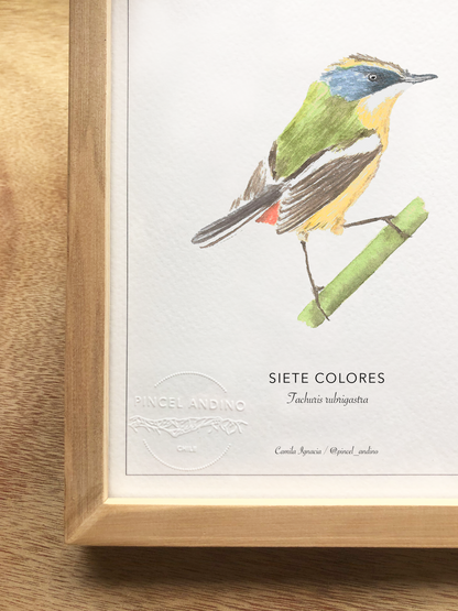 Siete Colores